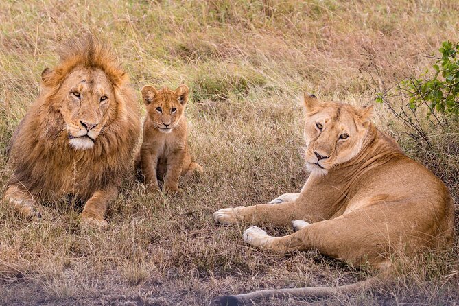 4-Day Simba Safari - Mid Range Tour - Day 2: The Serengeti delivers the wide-open drama