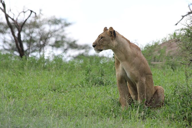 4-Day Simba Safari - Mid Range Tour - Day 3: Big cats in the Serengeti, then onward to Ngorongoro