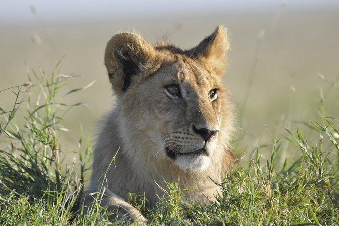 4-Day Simba Safari - Mid Range Tour - Day 4: Ngorongoro Crater compresses a whole ecosystem into one day