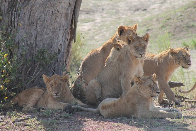 4-Day Simba Safari - Mid Range Tour - The guide can make or break the experience