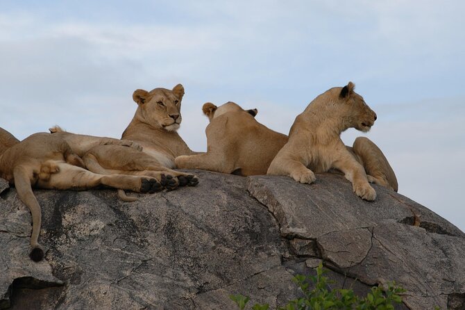 4-Day Simba Safari - Mid Range Tour - Who should book this four-day route?