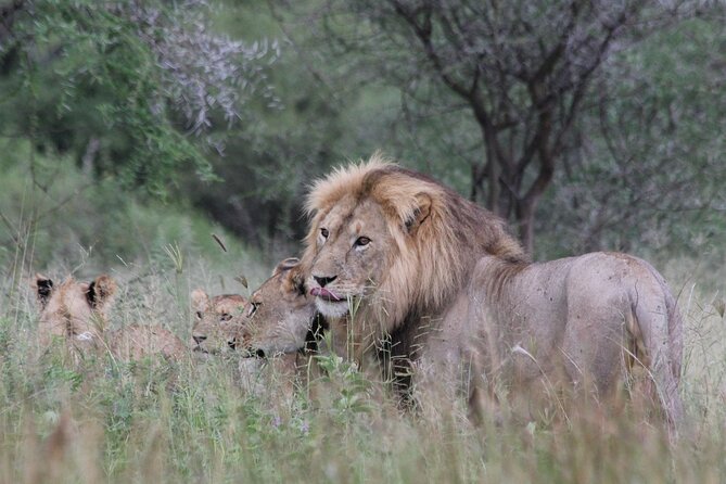 4-Day Simba Safari - Mid Range Tour - Day 1: Lake Manyara brings birds, elephants, and a gentle start