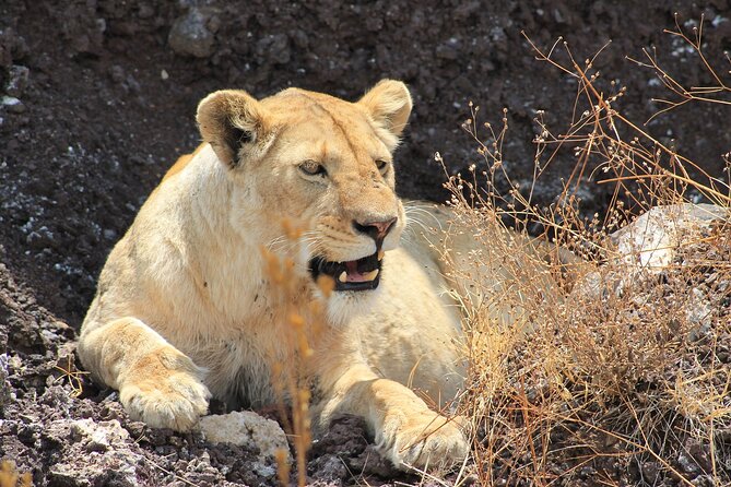 4 Day Tanzania Afordable Safari ft Two Night Serengeti - Day one: Tarangire, elephants, and baobabs
