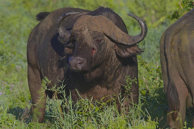 4 Day Tanzania Afordable Safari ft Two Night Serengeti - Day four: Ngorongoro Crater and Lake Magadi