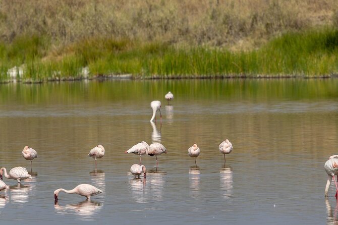 4 Day Tanzania Afordable Safari ft Two Night Serengeti - Day two: Entering the Serengeti through the highlands