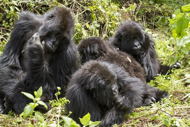 4-Day Uganda Gorilla Trekking and Wildlife Safari - Key points at a glance