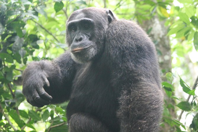 4-Day Uganda Gorilla Trekking and Wildlife Safari - What this four-day route does well