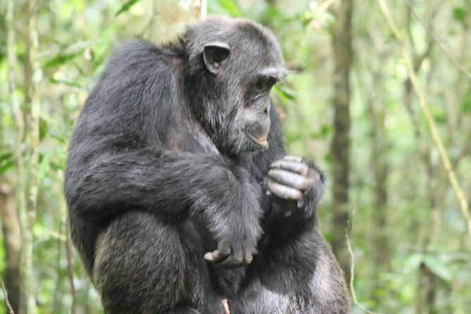 4-Day Uganda Gorilla Trekking and Wildlife Safari - Day 3: The Bwindi gorilla trek and Lake Bunyonyi