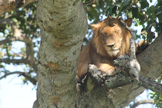 4-Day Uganda Gorilla Trekking and Wildlife Safari - Day 2: Kasenyi Tracks and the long road to Bwindi