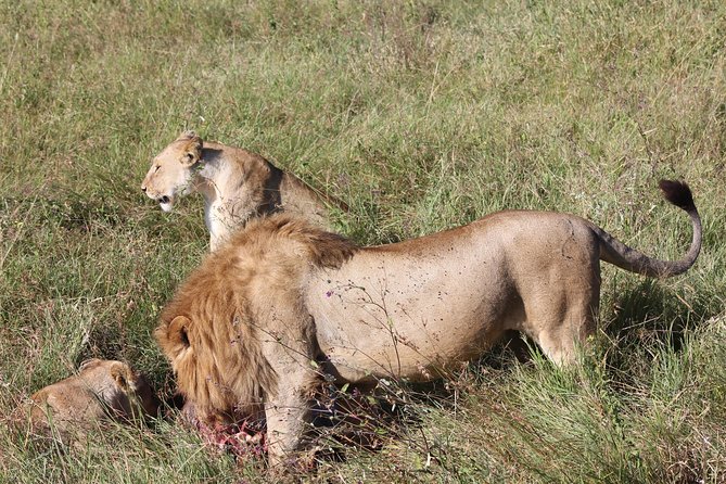 4 Days 3 Nights Tarangire Serengeti & Ngorongoro Lodge Safari - Day one: Tarangire’s elephants and baobab country