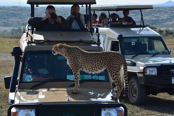 4-Days Adventure Camping Safari to Tarangire, Serengeti & Ngorongoro - Day 2: Serengeti begins with an afternoon and sunset drive