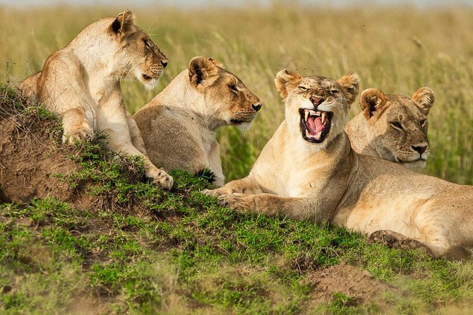 4-Days Adventure Camping Safari to Tarangire, Serengeti & Ngorongoro - Day 3: An early Serengeti drive, then the crater rim