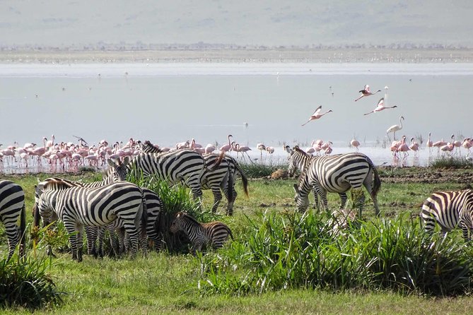 4-Days Adventure Camping Safari to Tarangire, Serengeti & Ngorongoro - Day 1: Tarangire’s elephants and baobab country