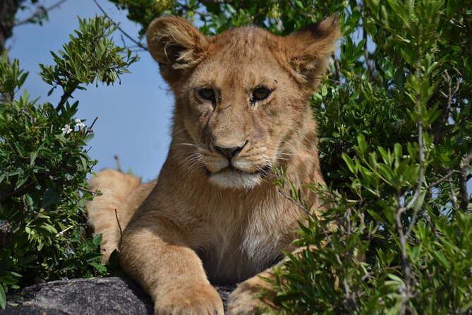 4 days Awesome Luxury safari Tarangire Serengeti & Ngorongoro - Day 3: An early Serengeti search for predators