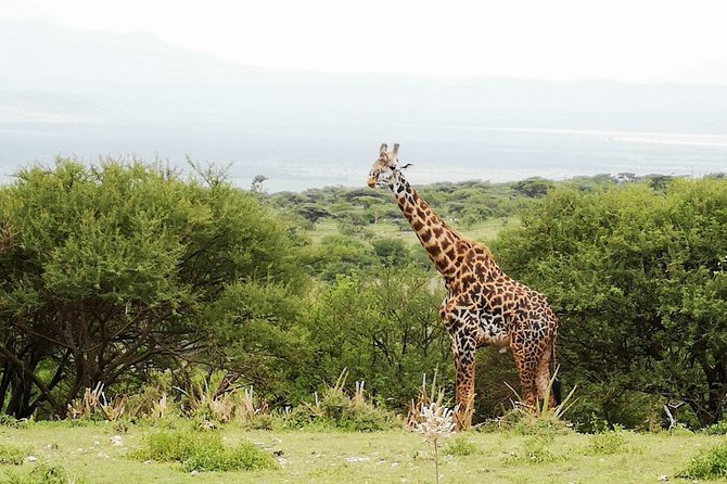 4 days Awesome Luxury safari Tarangire Serengeti & Ngorongoro - Who should choose this safari