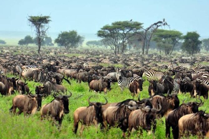 4: days Big five safari - The Land Cruiser and daily comfort