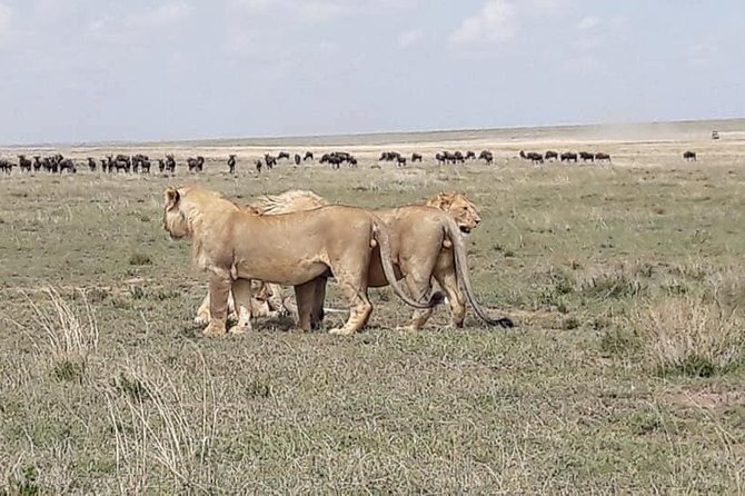 4: days Big five safari - Is the $1,641.03 price good value?
