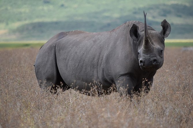 4: days Big five safari - Who should book this safari?