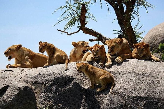 4: days Big five safari - Day 1: elephants and open country in Tarangire