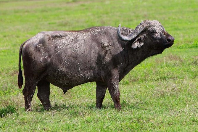 4 Days Experience big five in Tarangire, Serengeti & Ngorongoro Safari - Day 1: Tarangire elephants and baobab country
