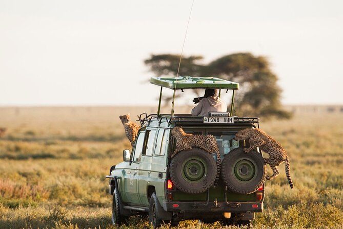4 Days Experience big five in Tarangire, Serengeti & Ngorongoro Safari - Day 3: A sunrise drive through the Serengeti