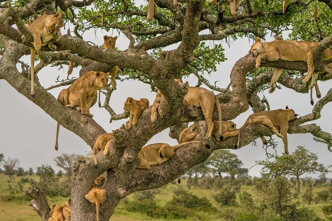 4 Days Experience big five in Tarangire, Serengeti & Ngorongoro Safari - How good is the $1,280 value?