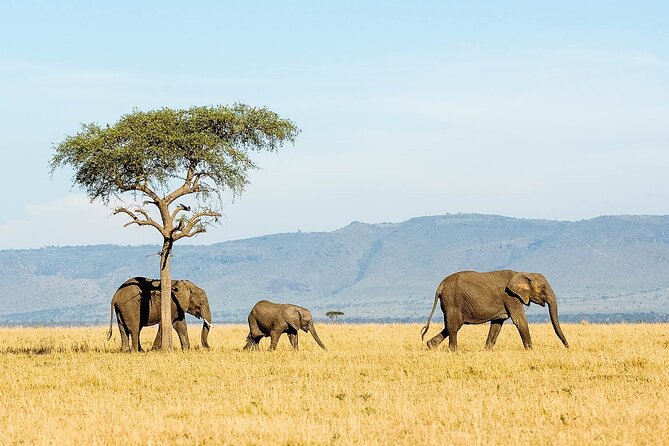 4 Days Experience big five in Tarangire, Serengeti & Ngorongoro Safari - Who should book this safari?