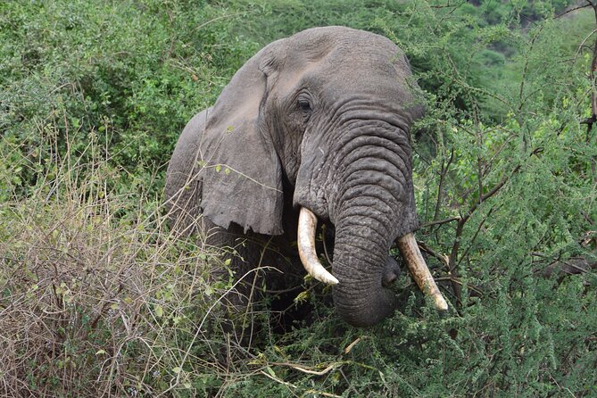 4 Days Group Camping Safari - Day 3: A long morning in the Serengeti