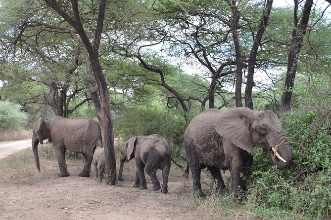 4 Days Group Camping Safari - Guides, drivers, and the value of a small group
