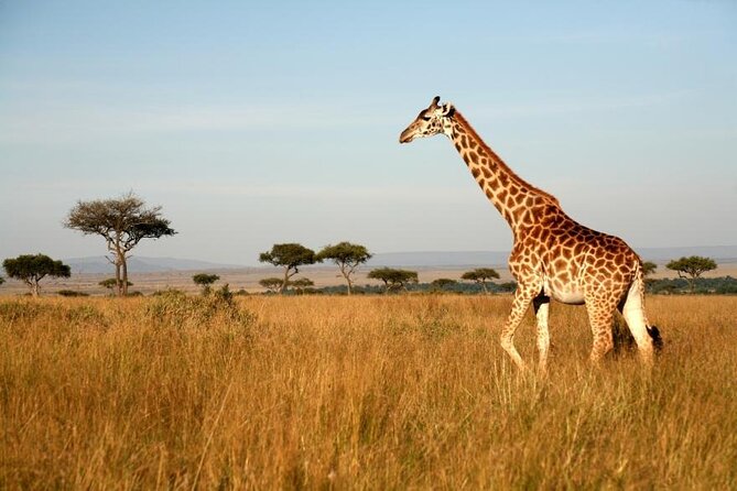 4 Days Group Joining Camping Tanzania safari - What $1,333.34 gets you in northern Tanzania