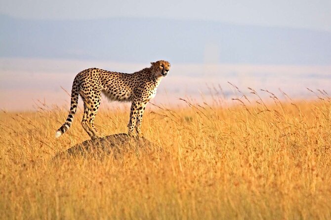 4 Days Group Joining Camping Tanzania safari - Day 1: Tarangire’s elephants and bird-filled swamps