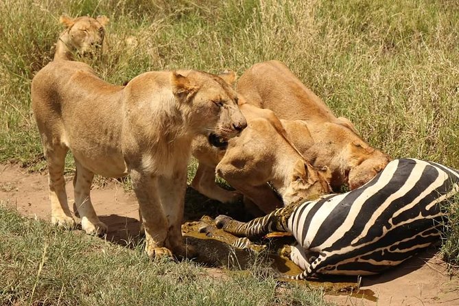 4 Days Joined Group Safari Serengeti,Ngorongoro and Tarangire National Parks - Why this four-day route works