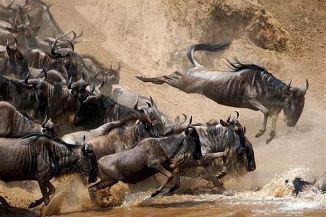 4 Days Joined Group Safari Serengeti,Ngorongoro and Tarangire National Parks - Day two: Reaching the Serengeti