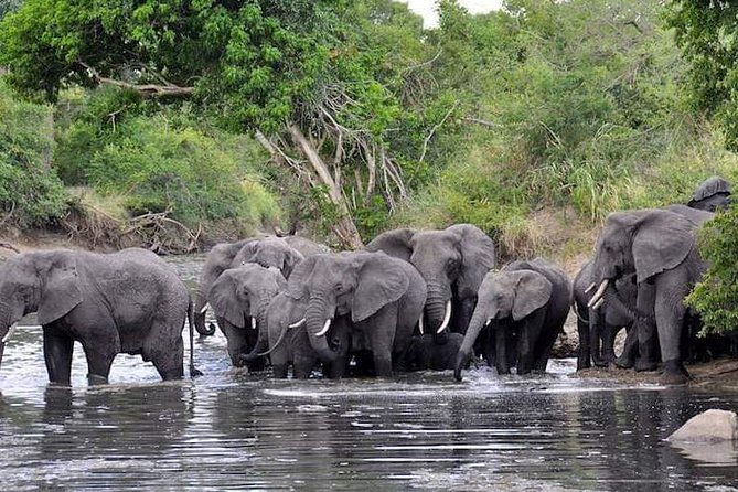 4 Days Joined Group Safari Serengeti,Ngorongoro and Tarangire National Parks - Day three: The best leopard search in Seronera