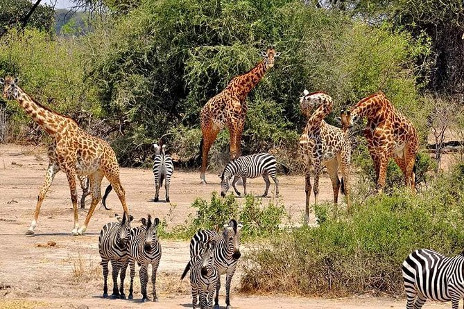 4 Days Joined Group Safari Serengeti,Ngorongoro and Tarangire National Parks - The guide and group atmosphere