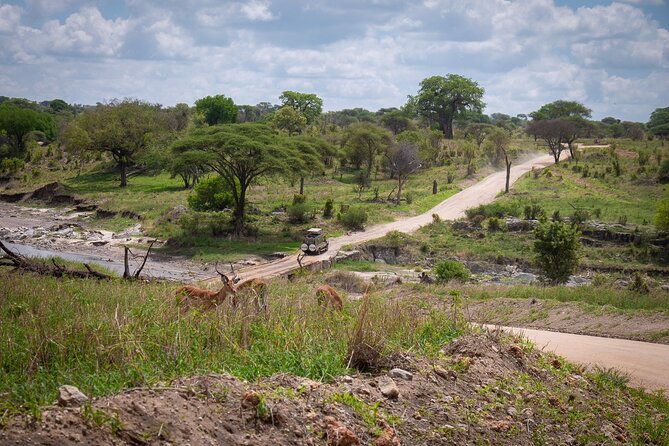 4 Days lodge &camping Tarangire,Serengeti, Ngorongoro Safari Tour - Day three: A full Serengeti morning and afternoon transfer