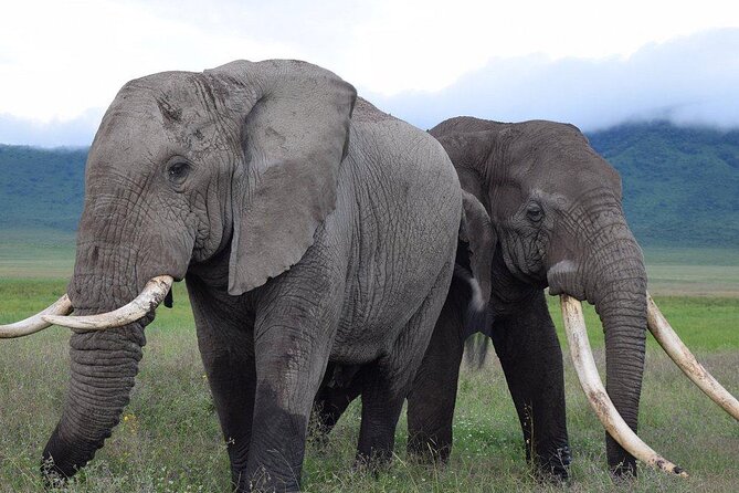 4 Days lodge &camping Tarangire,Serengeti, Ngorongoro Safari Tour - Day four: Wildlife inside Ngorongoro Crater