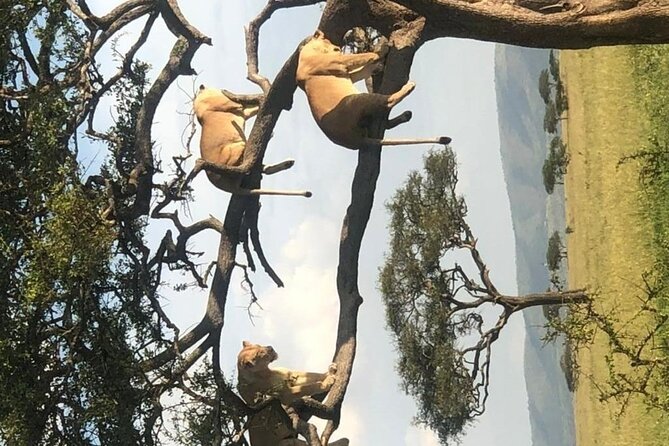 4 Days lodge &camping Tarangire,Serengeti, Ngorongoro Safari Tour - Is $1,110 per person good value?