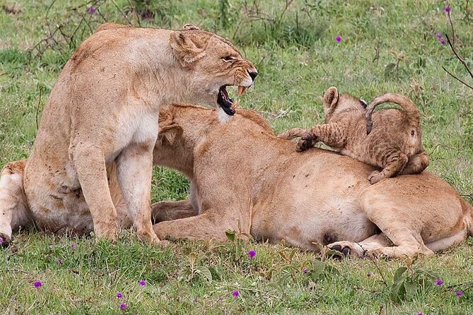 4 Days lodge &camping Tarangire,Serengeti, Ngorongoro Safari Tour - Day one: Tarangire’s elephants and baobabs