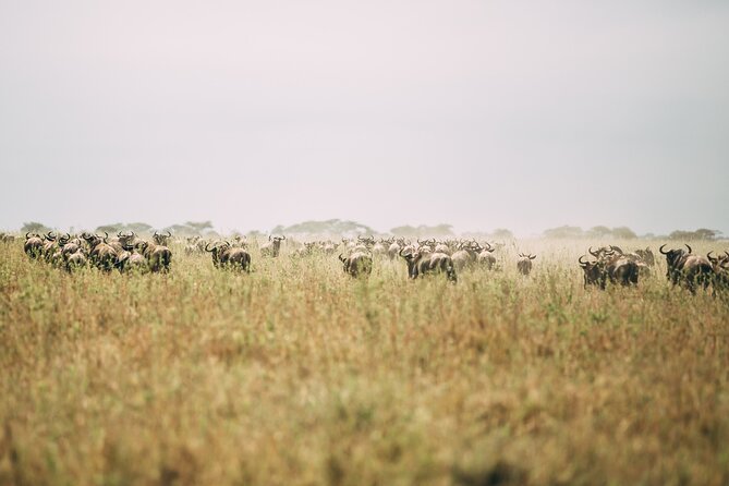 4 Days Lodge Safari in Lake Manyara, Serengeti & Ngorongoro Crater - Day 3: Early wildlife viewing and the crater rim