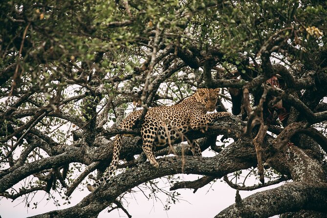 4 Days Lodge Safari in Lake Manyara, Serengeti & Ngorongoro Crater - Meals, costs, and what to budget for