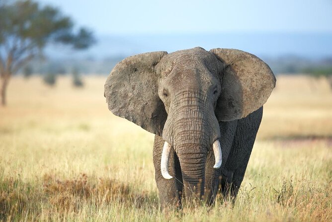 4 Days lodge safari Tarangire , Ngorongoro crater & Walking - Food, drinks, and accommodation