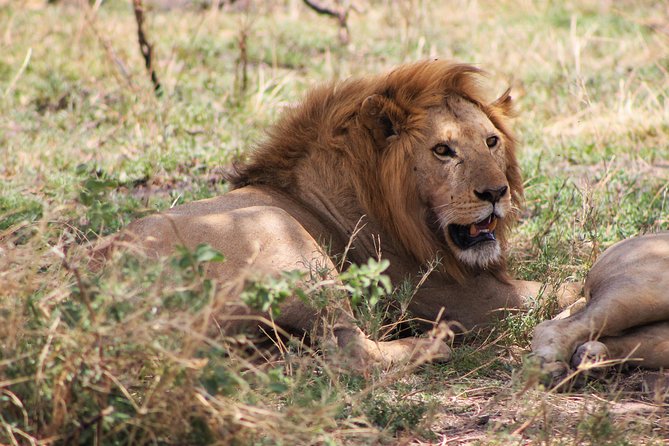 4 Days lodge safari Tarangire , Ngorongoro crater & Walking - Guides, group size, and the feel of the trip