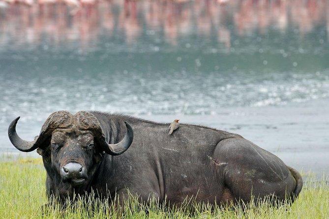 4 Days Masai Mara & Lake Nakuru Lodge Safari - Five things to know before booking