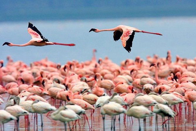 4 Days Masai Mara & Lake Nakuru Lodge Safari - Day 4: Flamingos, rhinos, and the return to Nairobi