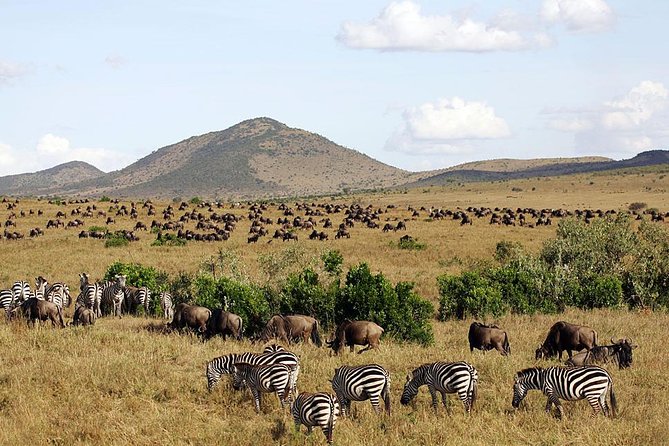 4 Days Masai Mara & Lake Nakuru Lodge Safari - What the private format really gives you