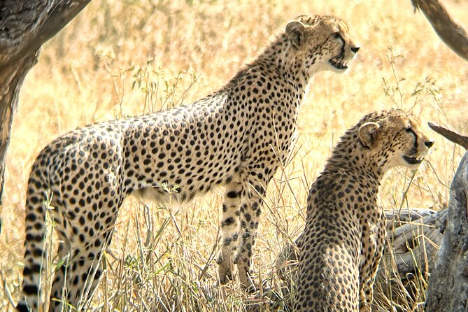 4 days safari - A five-day route through Tanzania’s northern parks