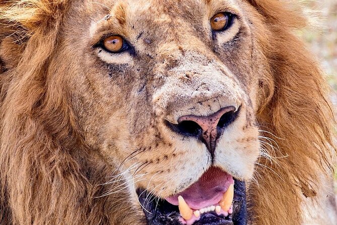 4 days safari - What the $1,300 price really covers