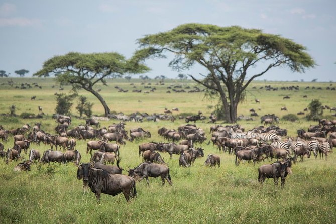 4 days safari in Tanzania - Why this four-day route works