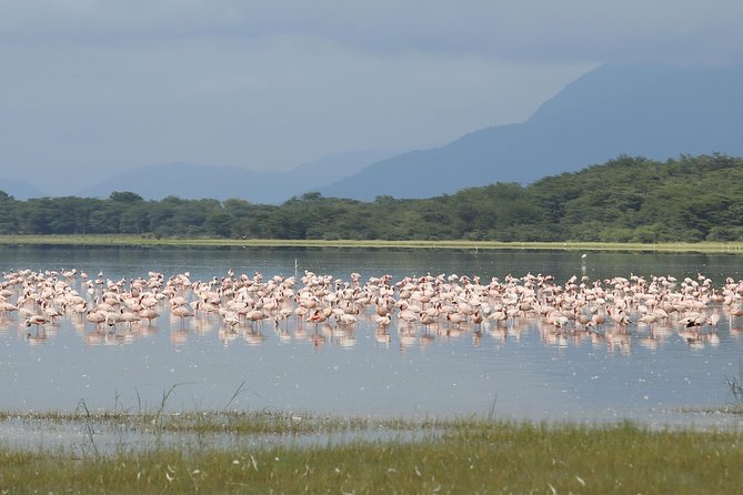 4 days safari in Tanzania - Day 4: Descending into the Ngorongoro Crater